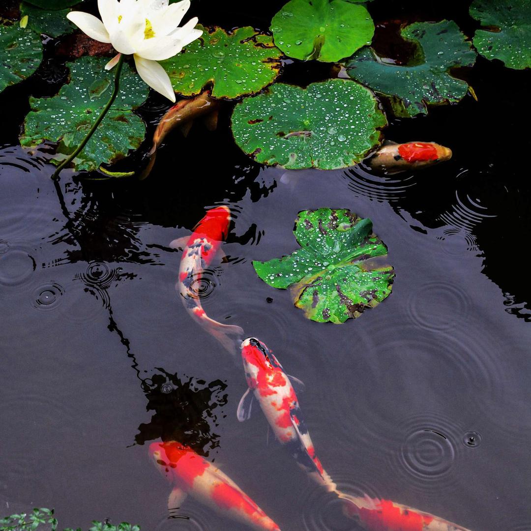 鱼戏莲花池