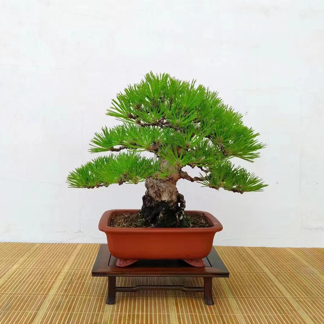 三石盆景园艺