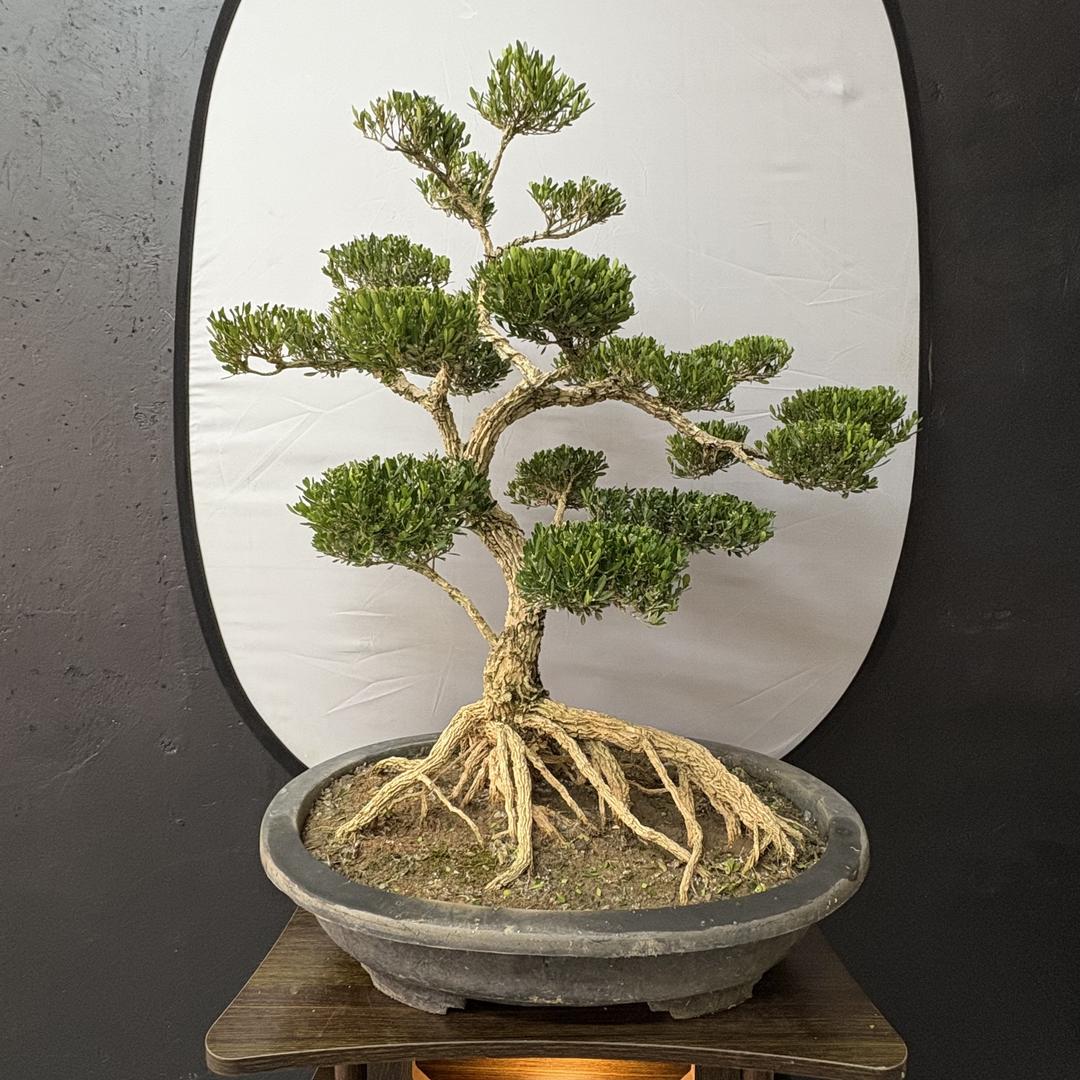 花间植语黄杨基地