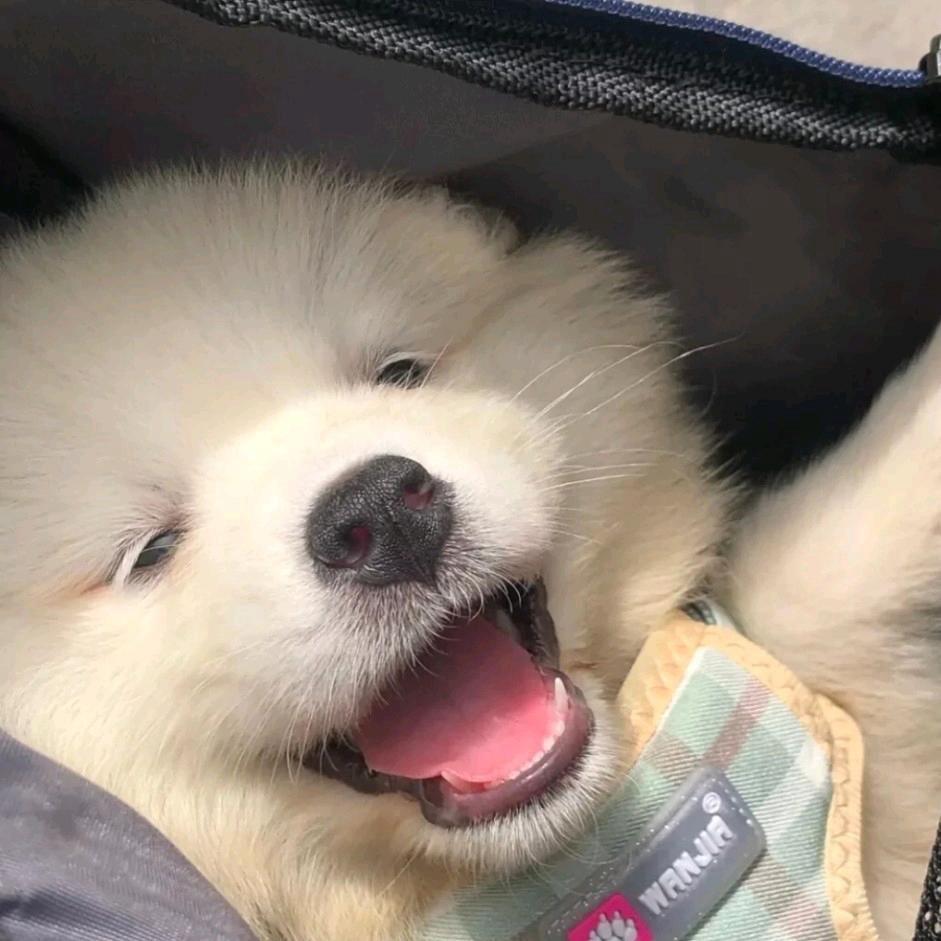 纯情麻辣鸡