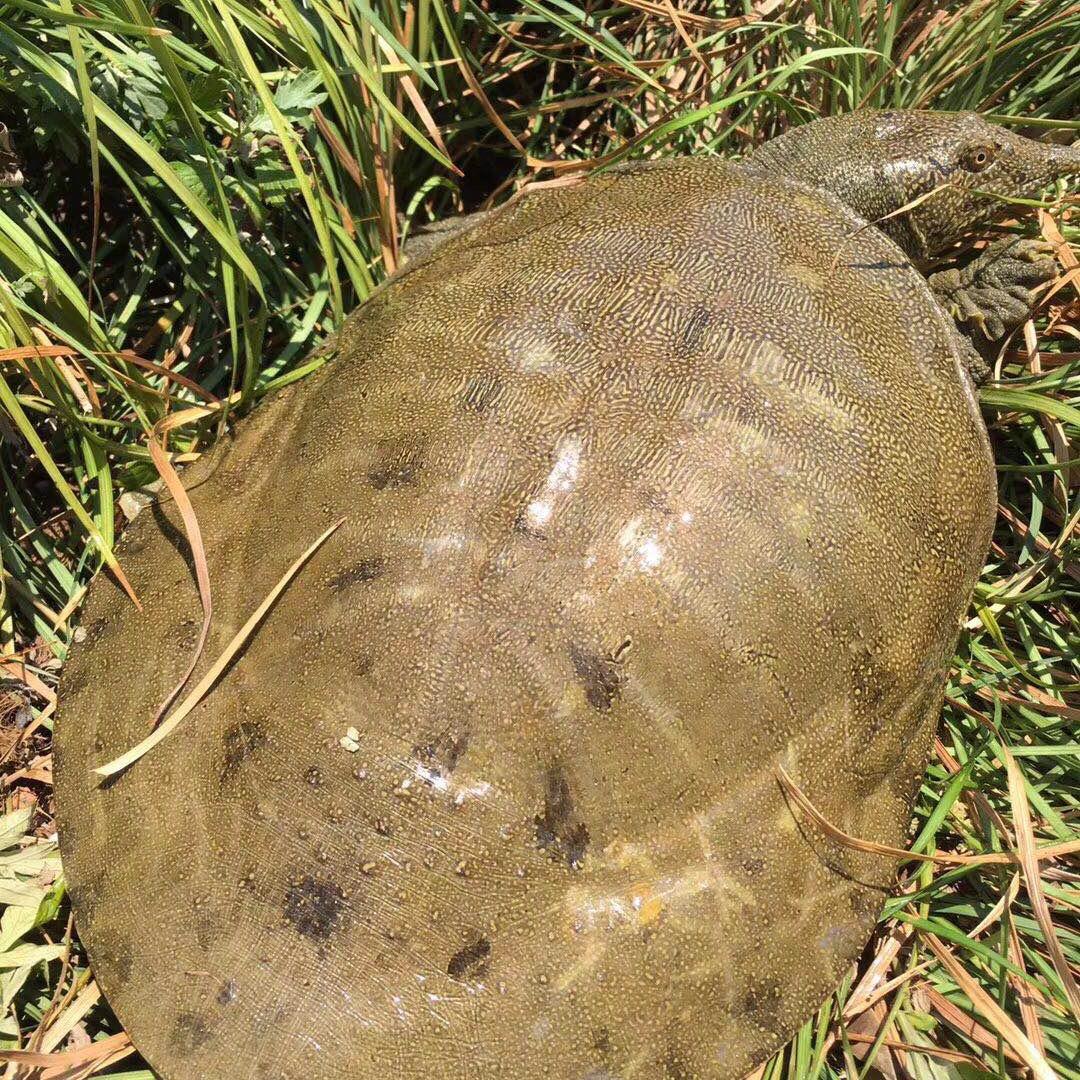 山野湖甲鱼
