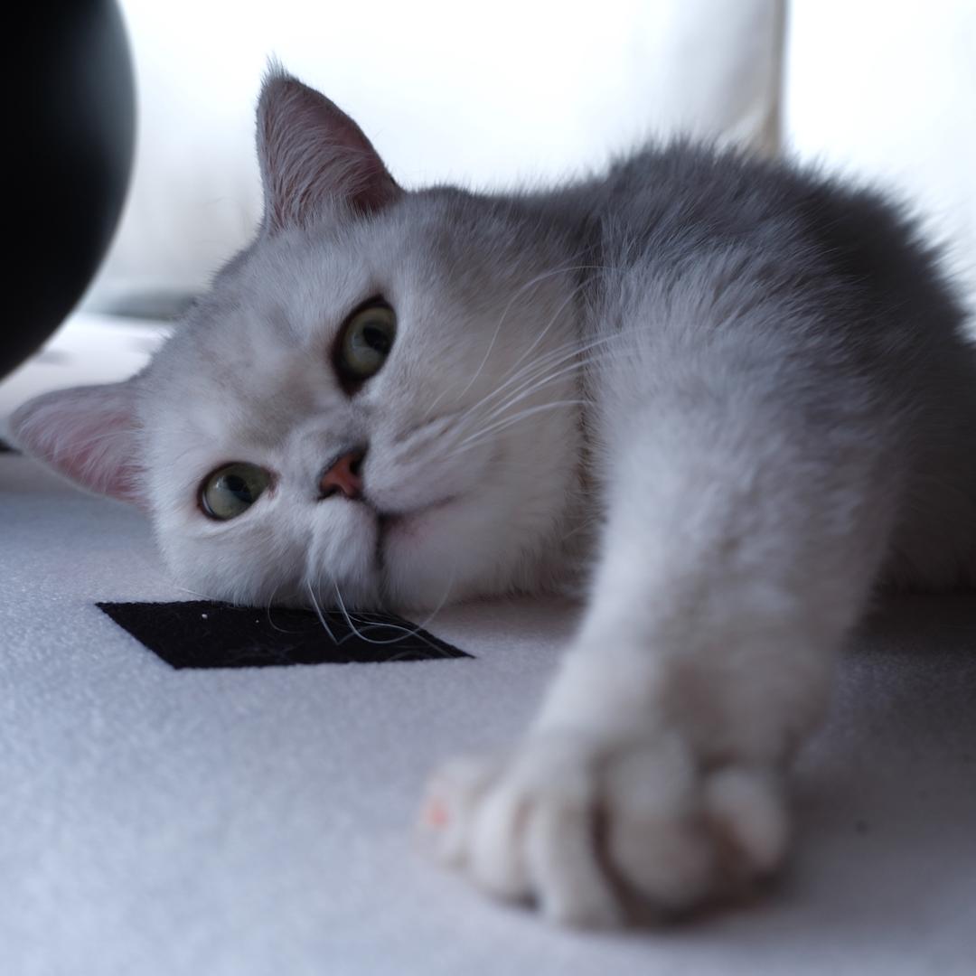 小熊软糖  天津上门喂猫