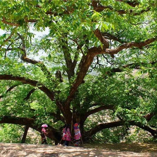 祥云绿山农特产品店