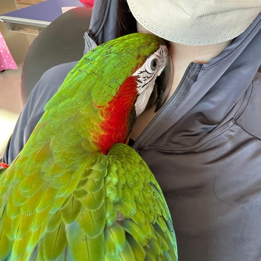 重生之我在福建养鹦鹉