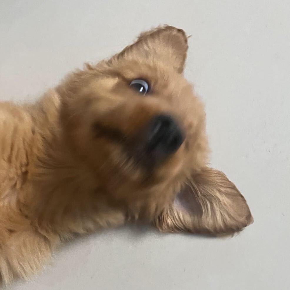 遇到难回答的问题又不说话了