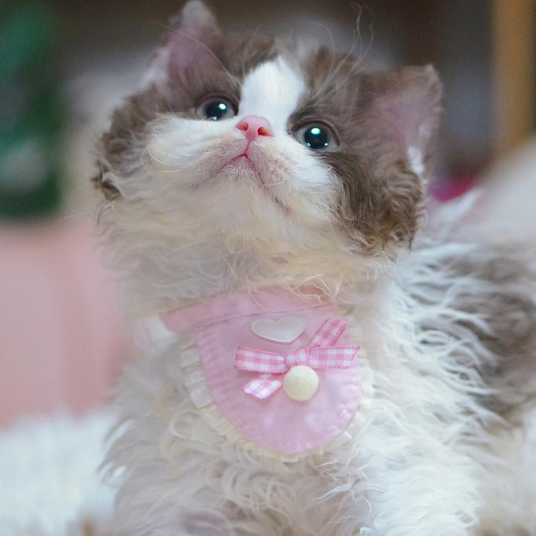 Baby家塞尔凯克卷毛猫&荷兰猪