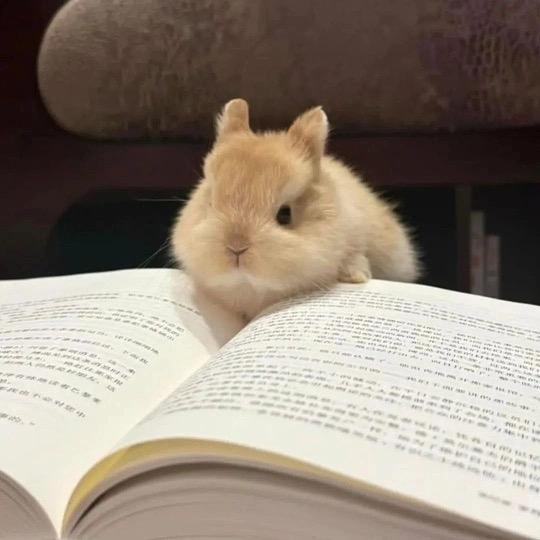 龙哥