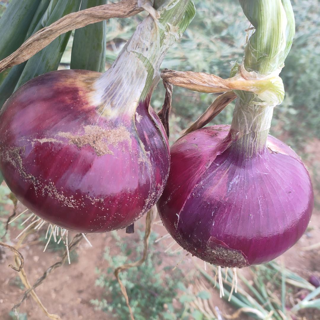 洋葱妹妹农产品甄选供应链