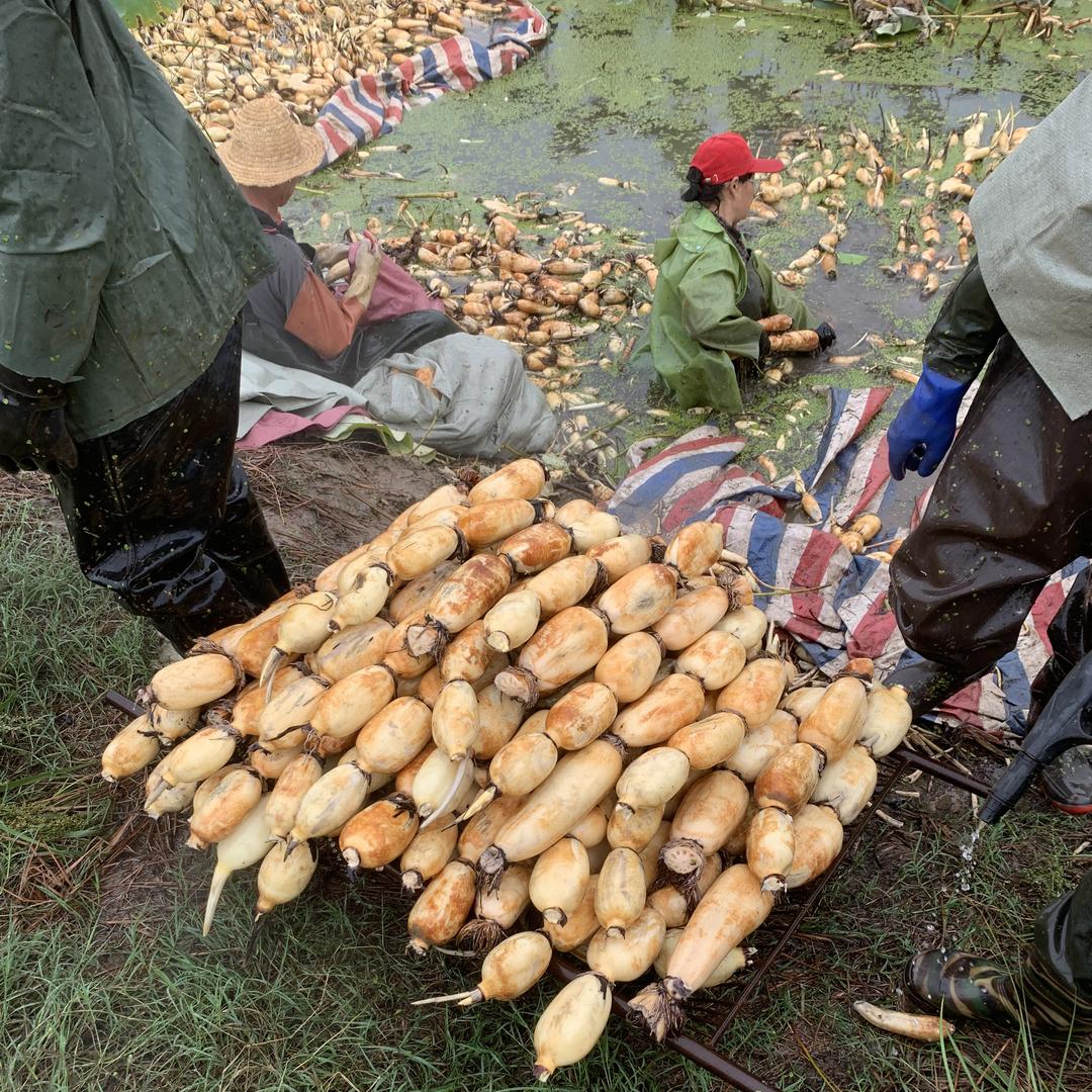 李德飞精选粉藕铺子