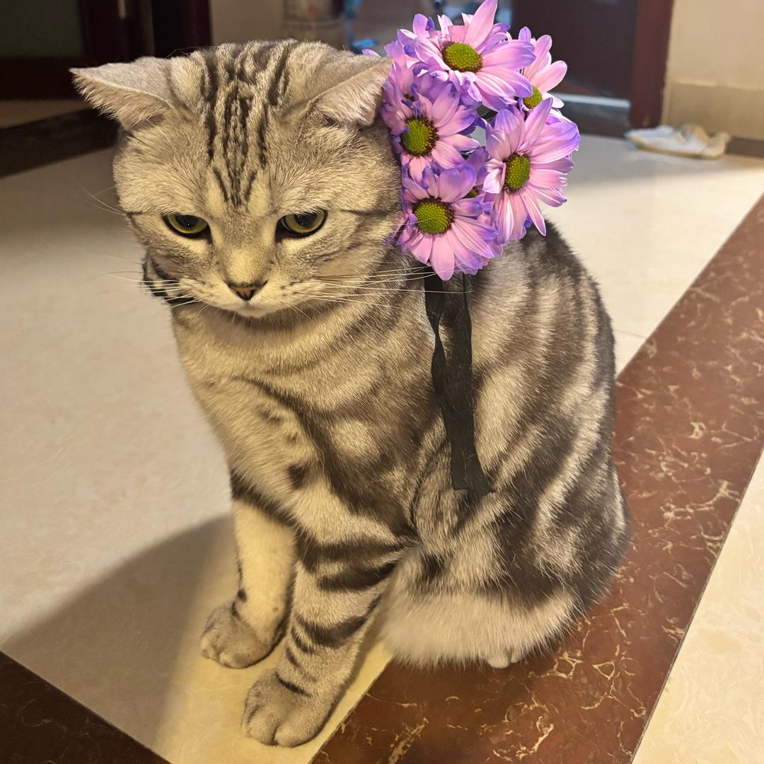 家有小猫🐱