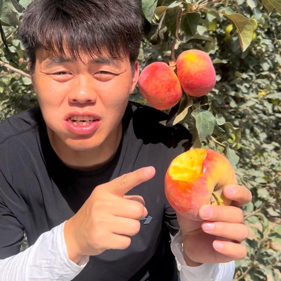 康风浪家的阿克苏冰糖心苹果熟了