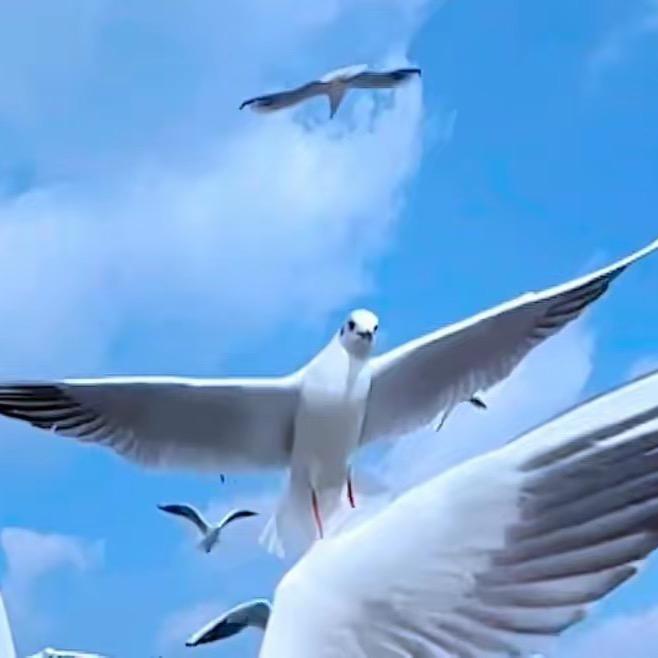 李永存～遇见海鸥