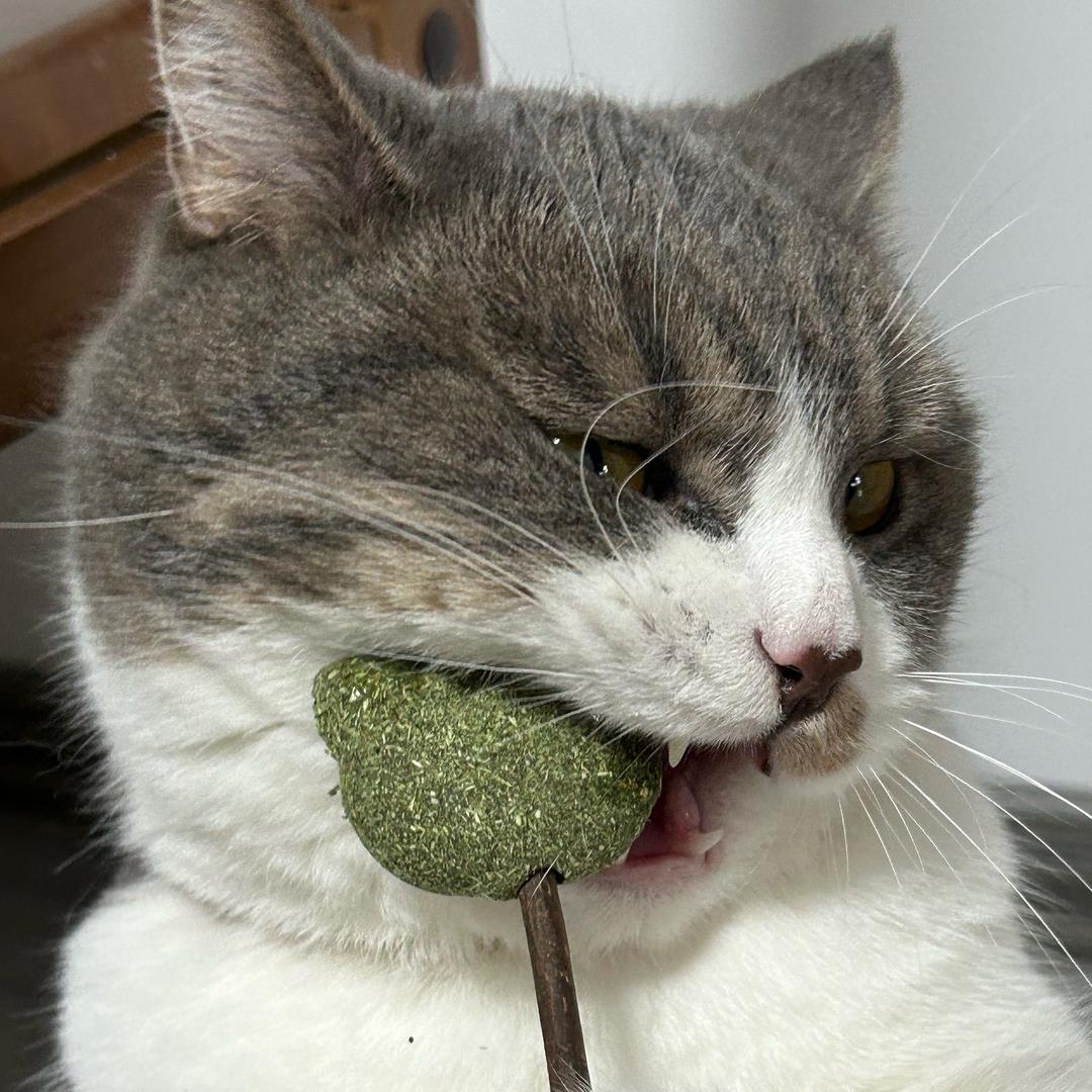 豆脑是只猫🐱