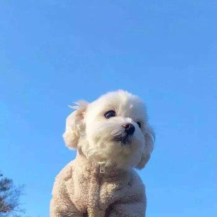 木子李、头像