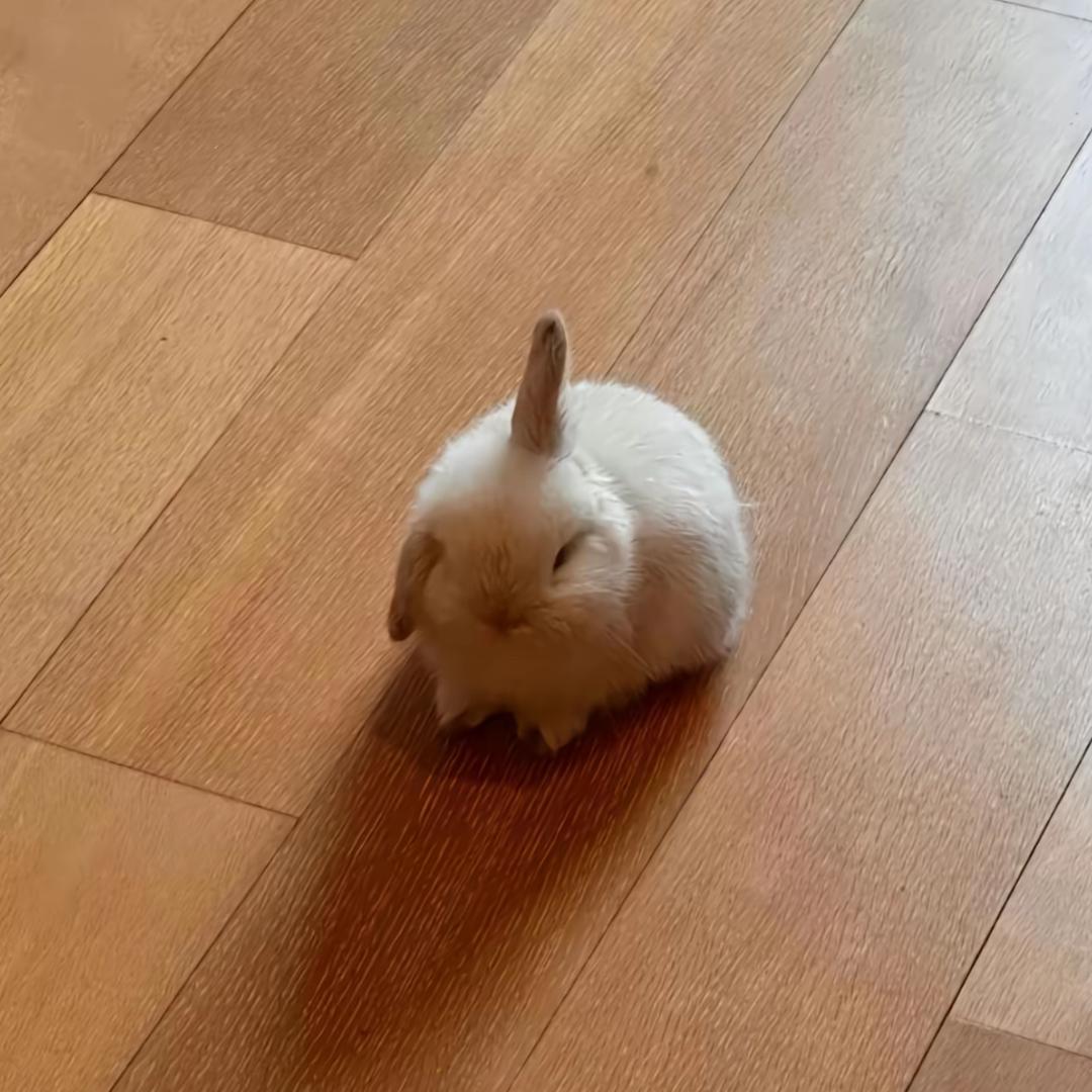 蜜璃