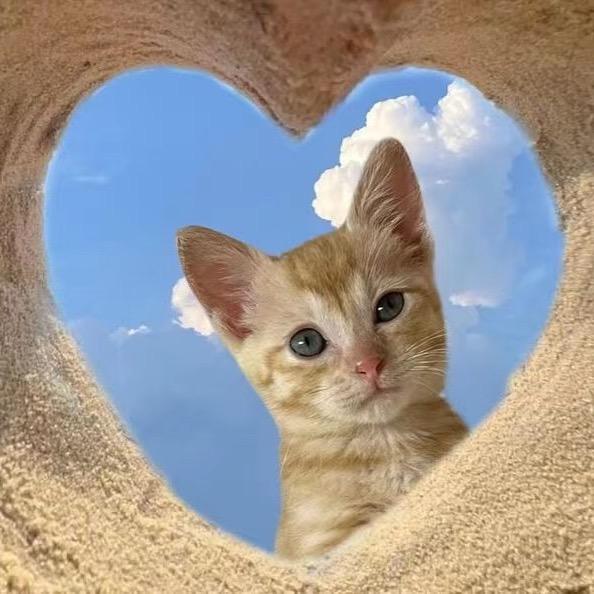 小猫笔记🐾