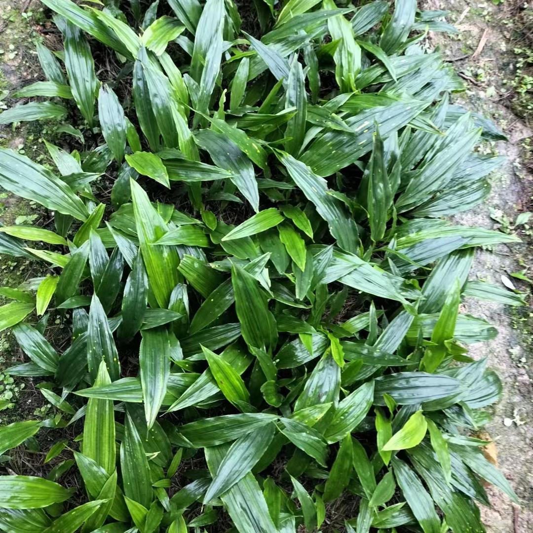 毛慈菇育苗专家