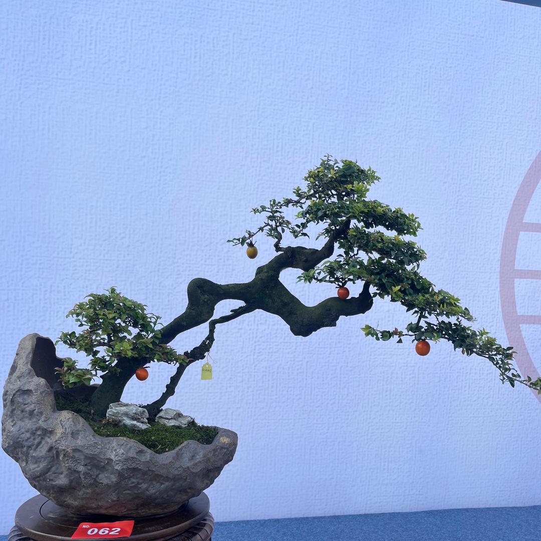 玩弹圈金弹子盆景