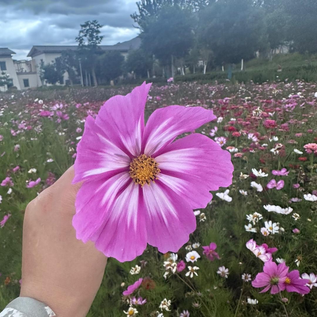 天使的翅膀