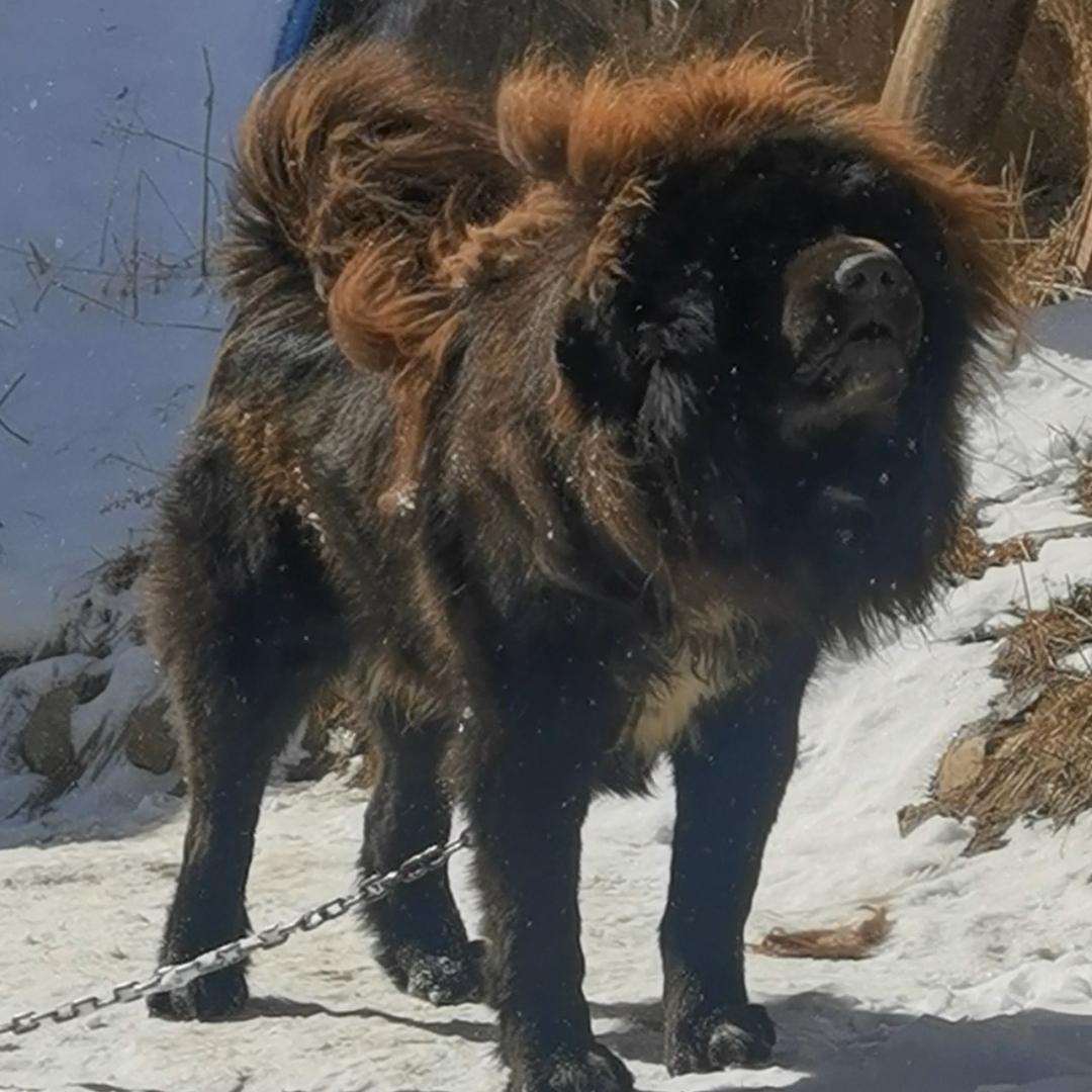 天意爱玩獒