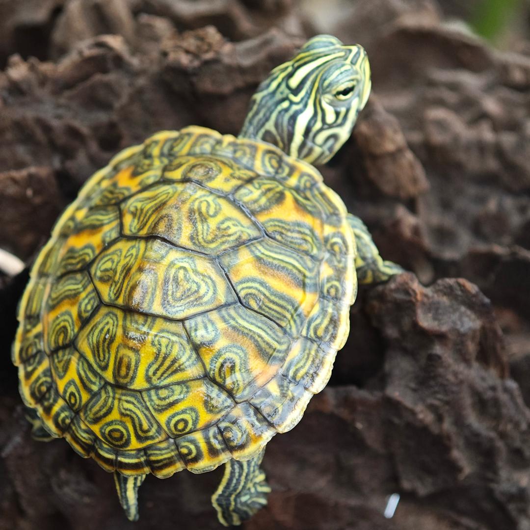 不务正业的养🐢佬