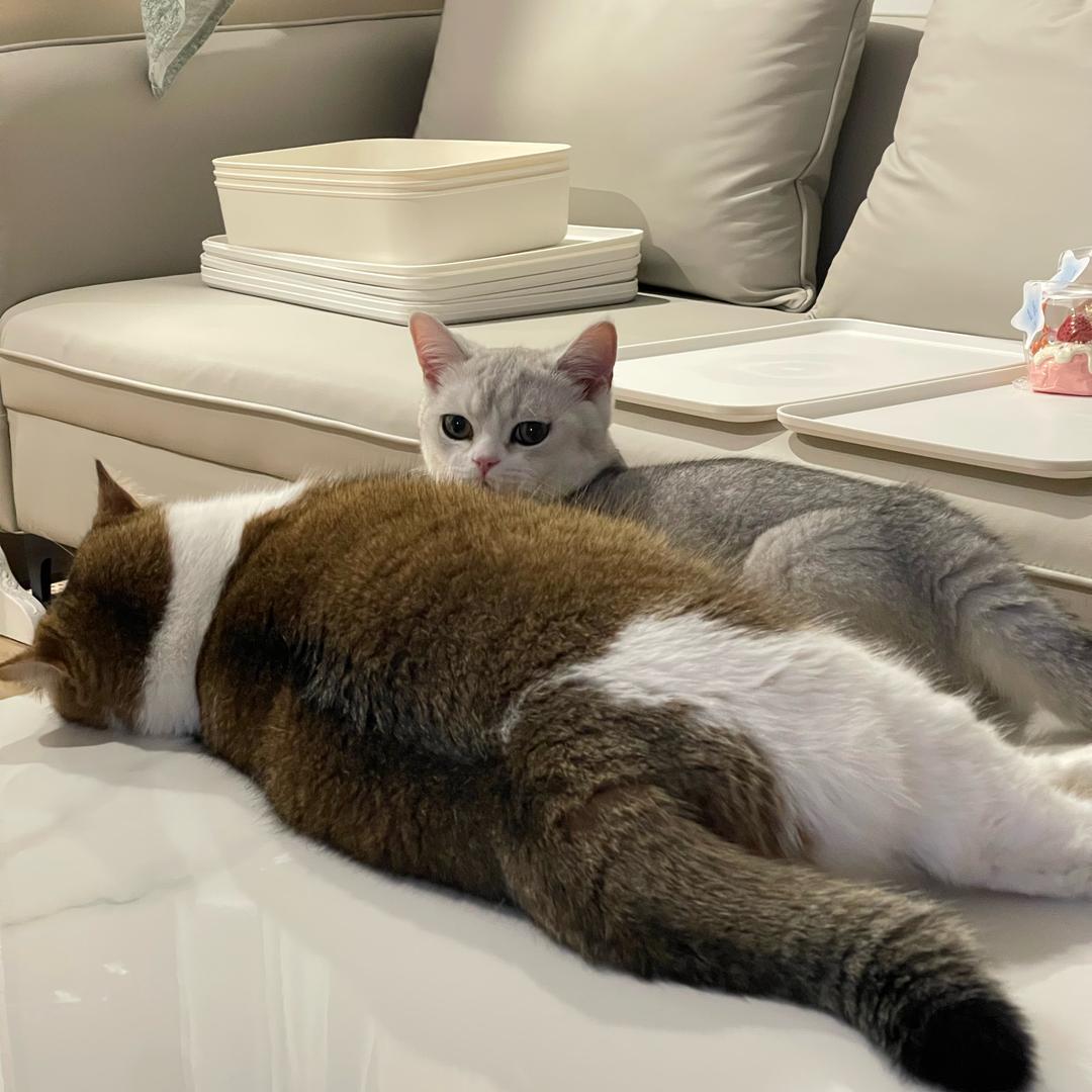 图图&粥粥的日常