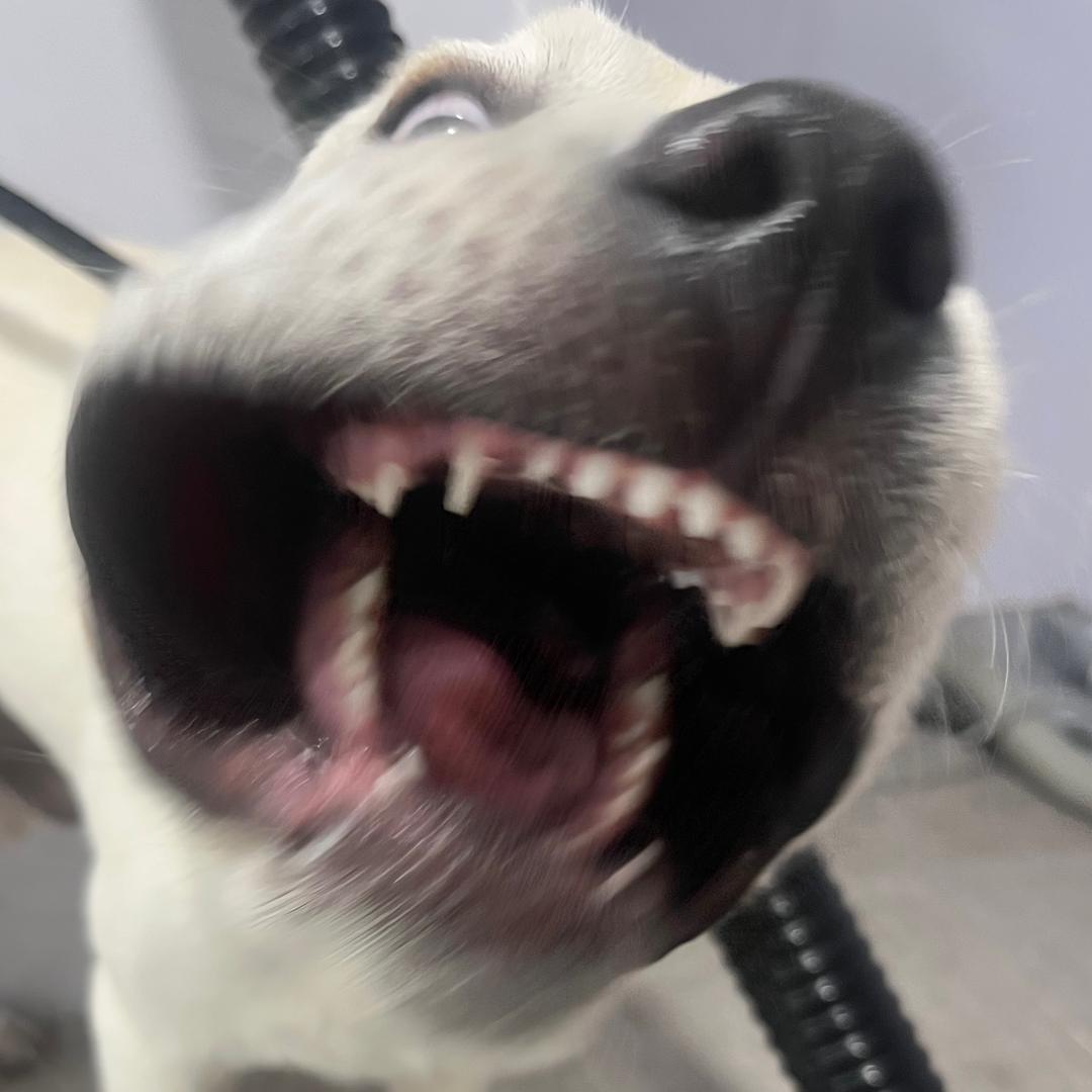 甜狗&.
