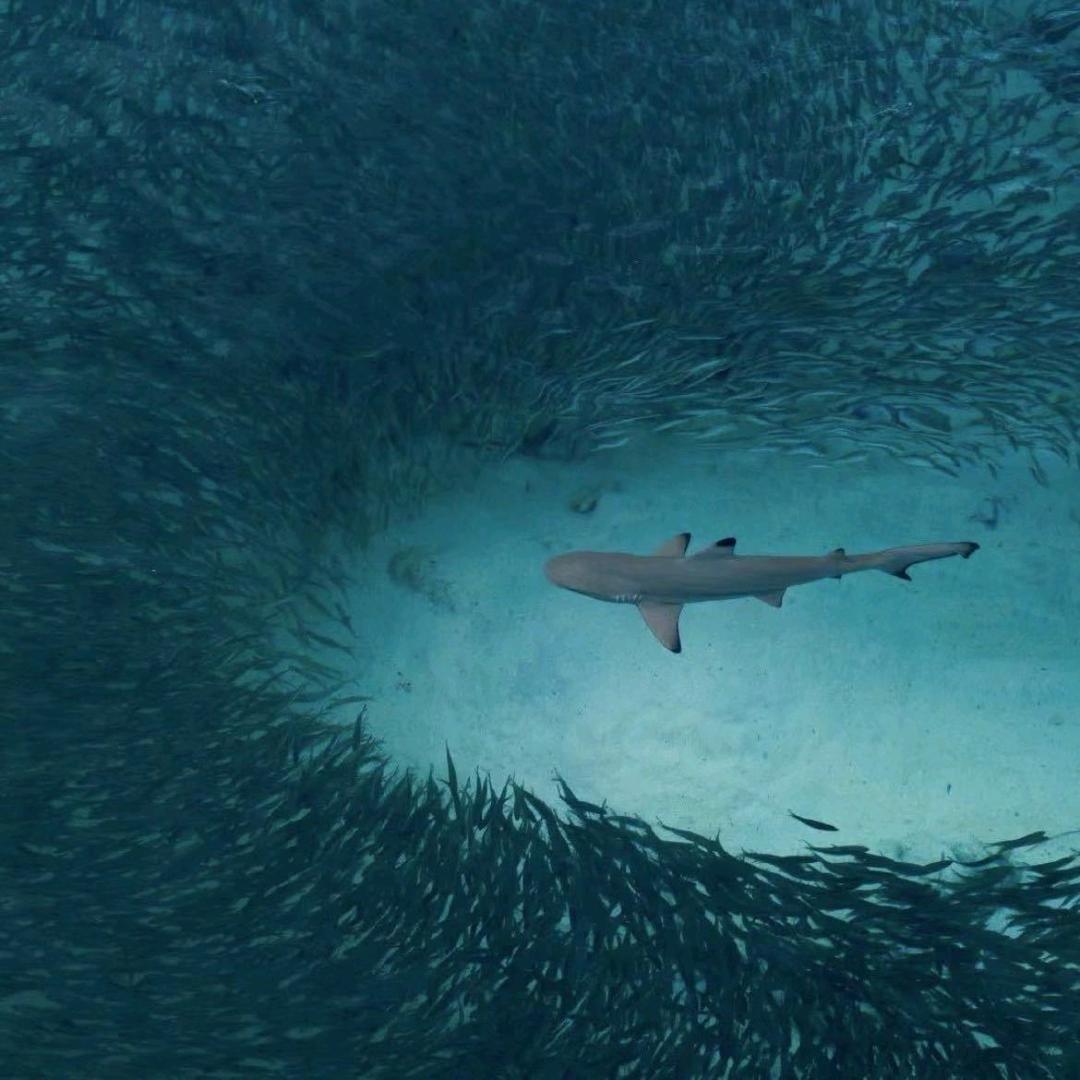 🦈鲨鱼