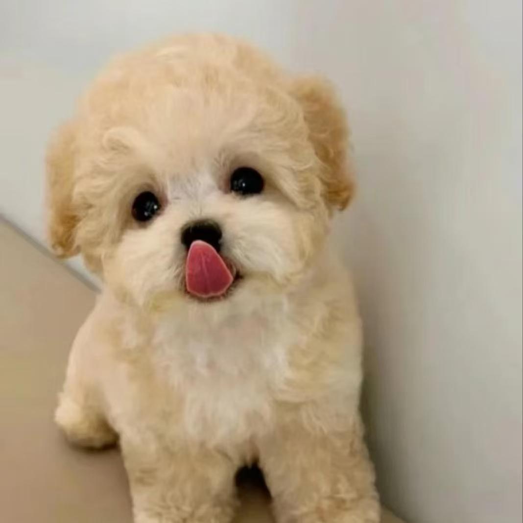 广东睿宠犬舍