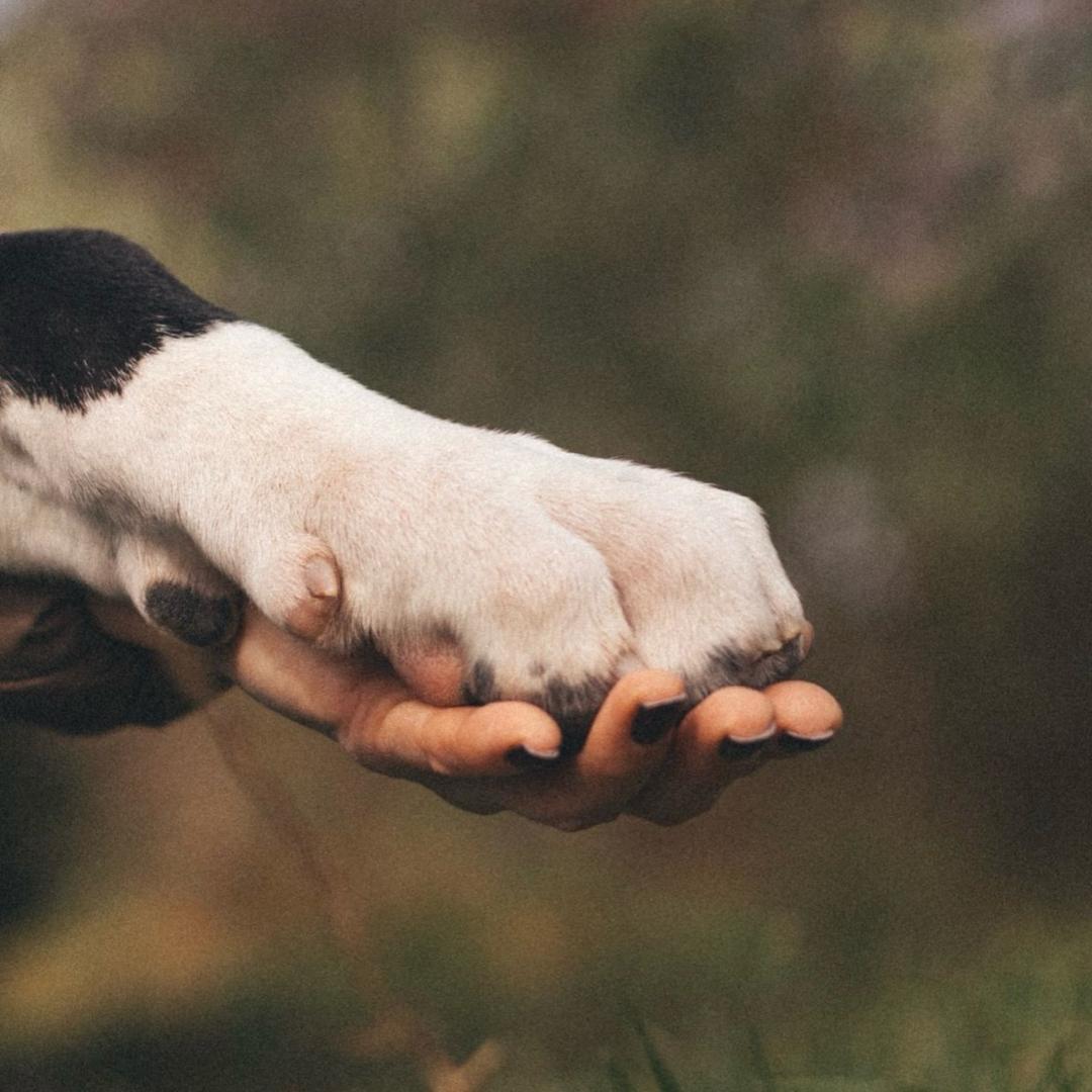迪克犬舍直播号