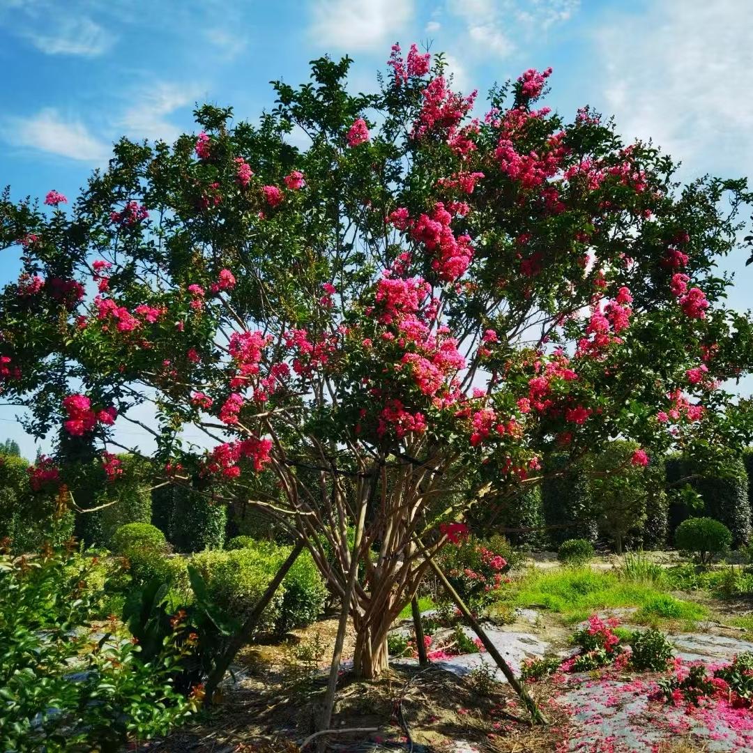 郁青鲜花园艺