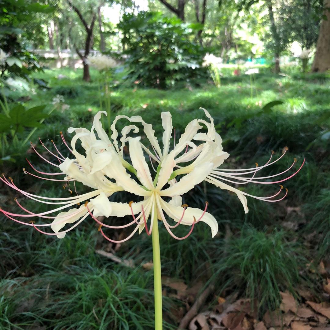 花花世界CC