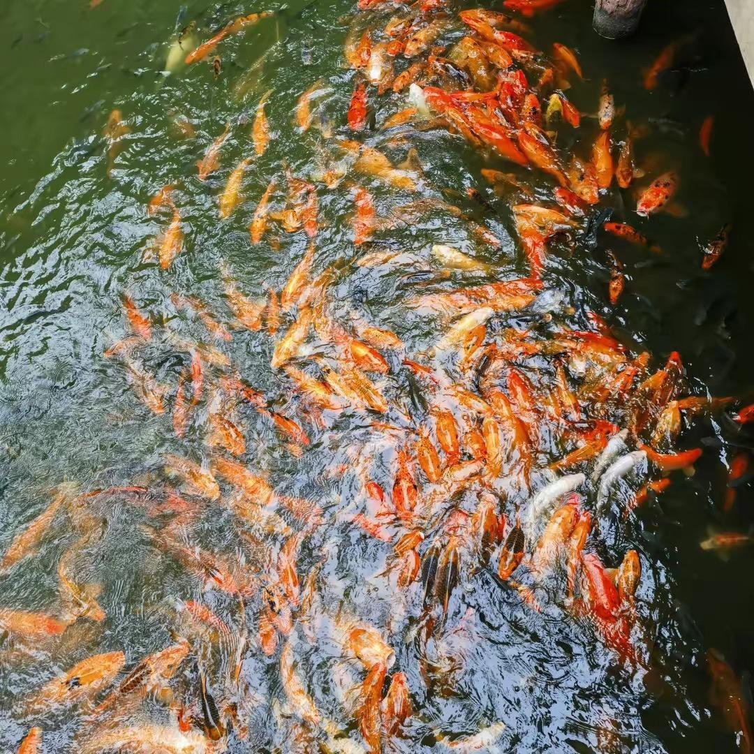 大叔在等你