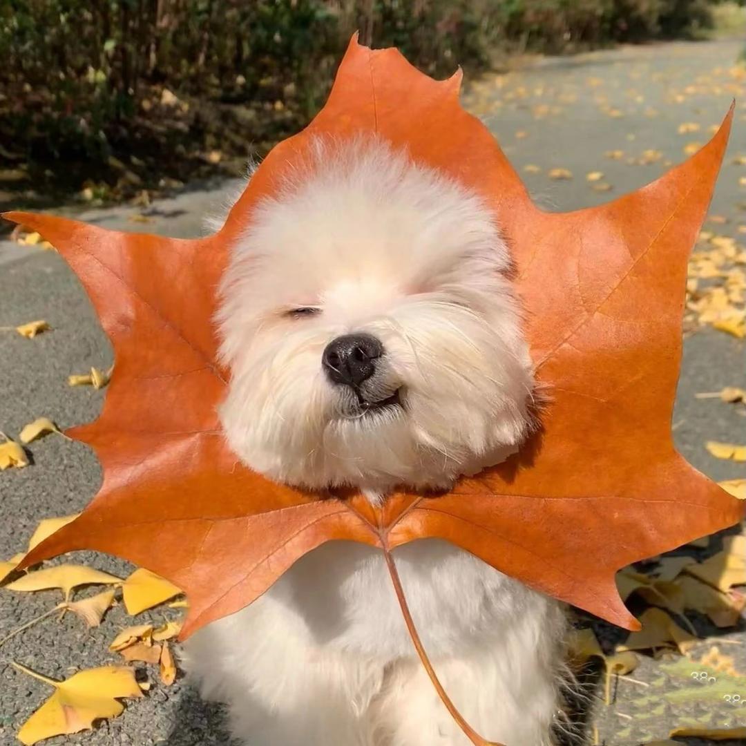 pai比加拿大还大