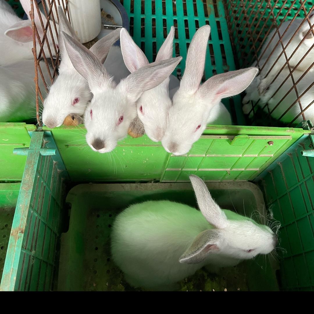 小黄家