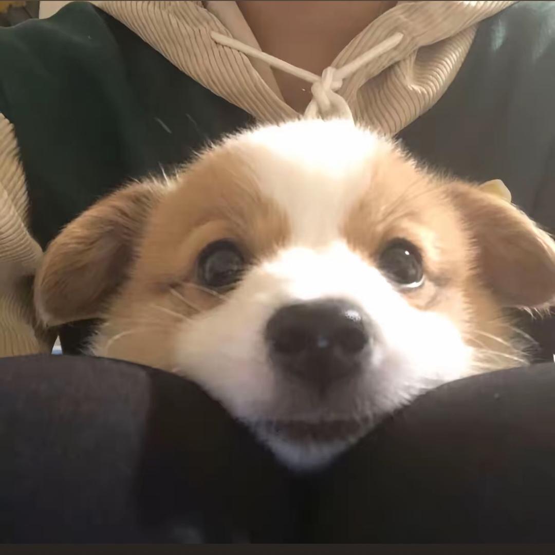 是小戴