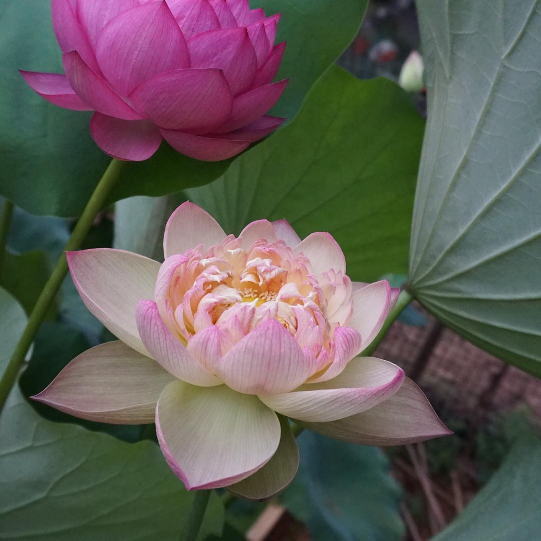 霁荷衔月（请勿连赞）
