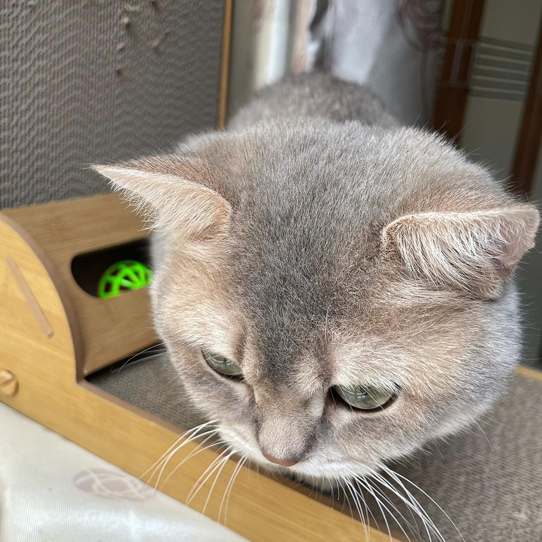 译元猫用品