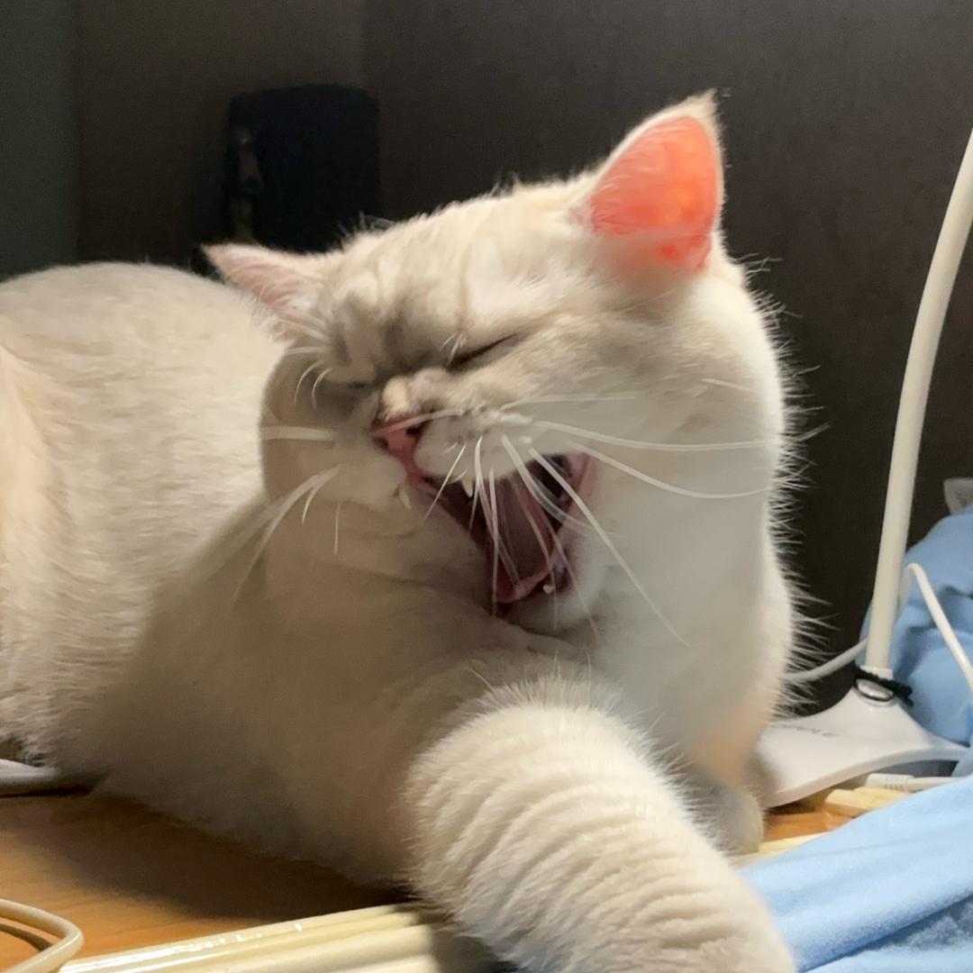 西伯利亚顺拐大白豹