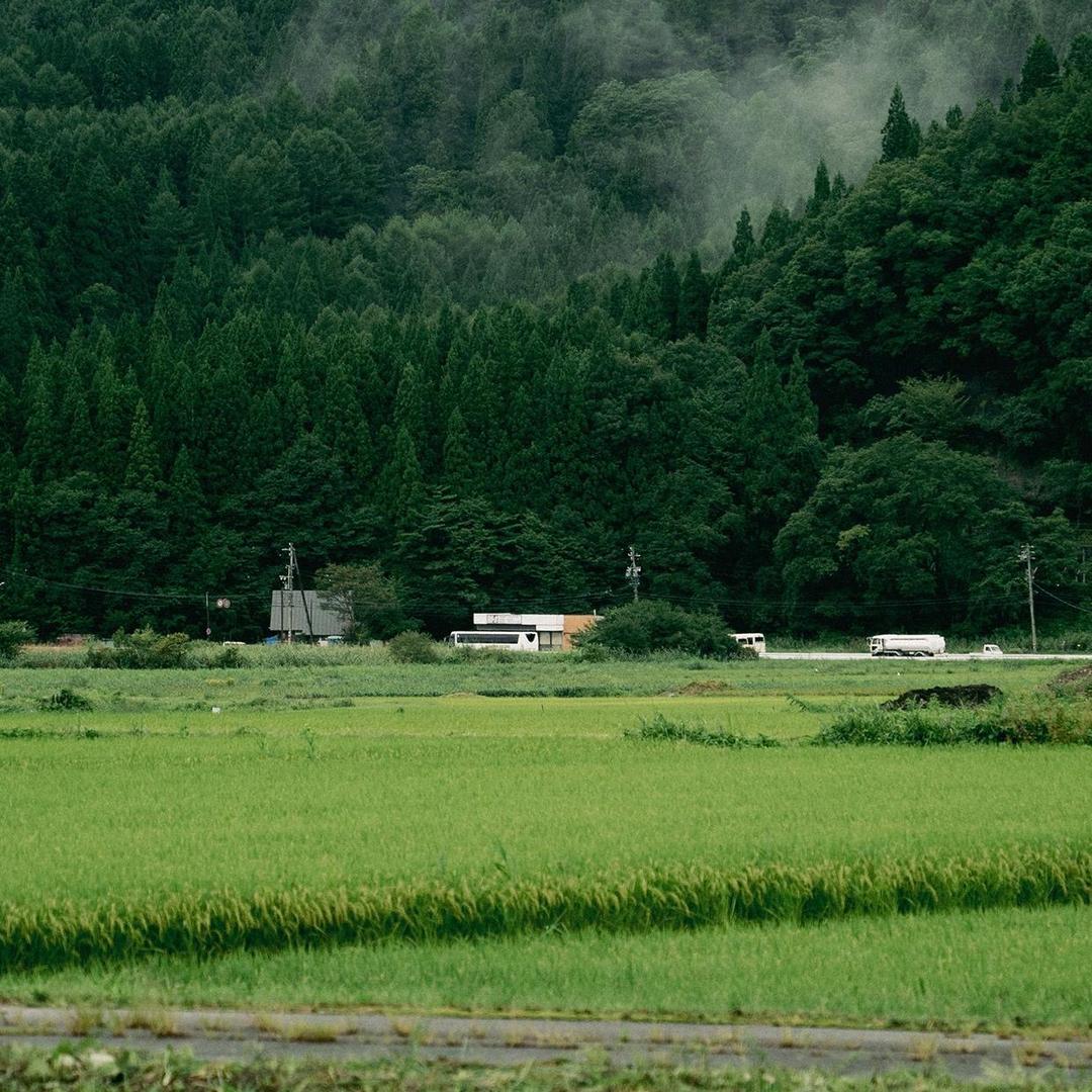 慵懒的丸子头像