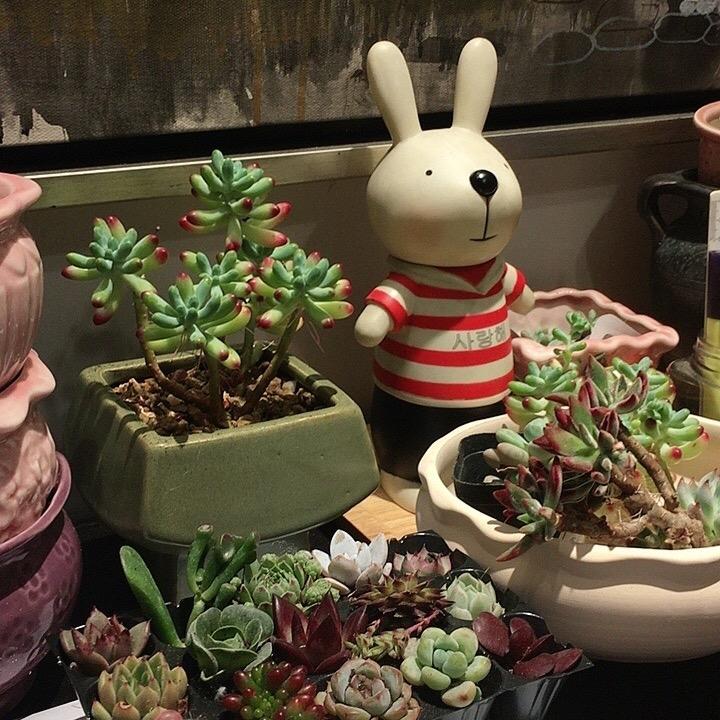 蔓烟菲霖