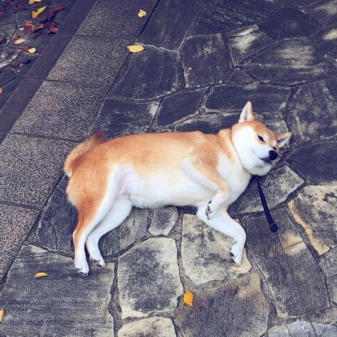 可乐嘉玩具企业店