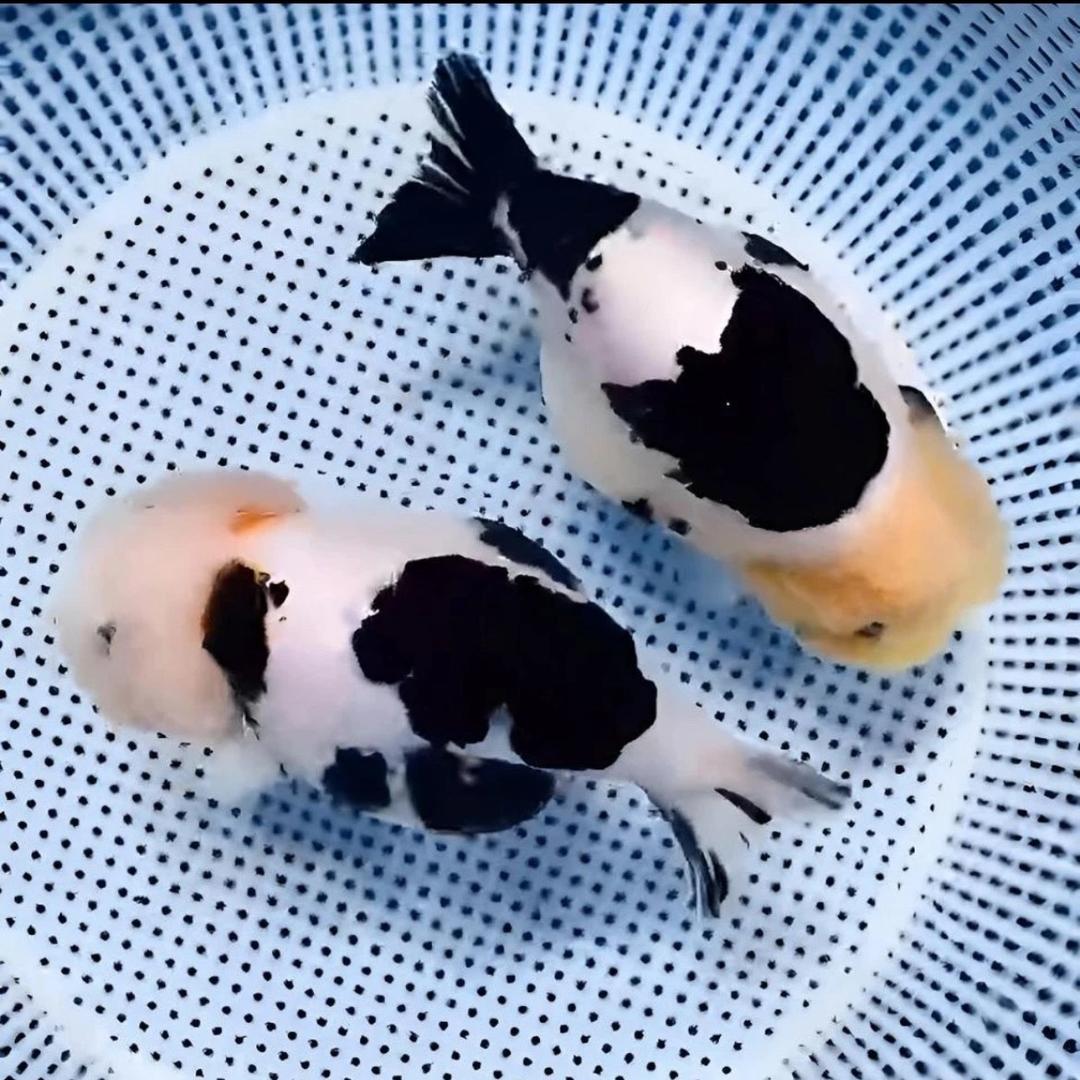 虎纠久久兰寿