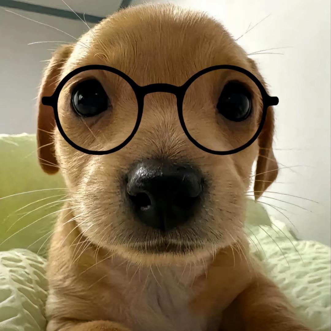 爱吃土豆的图图