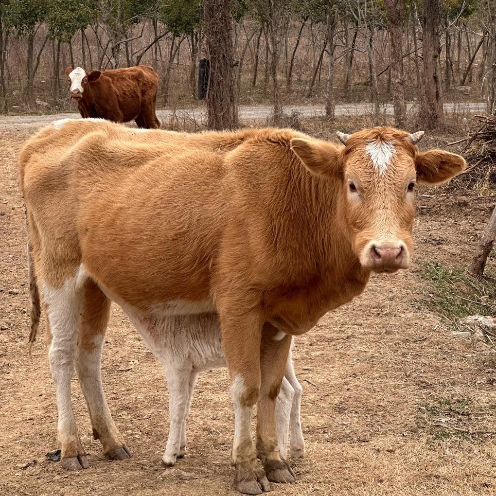 牧源牛头肉