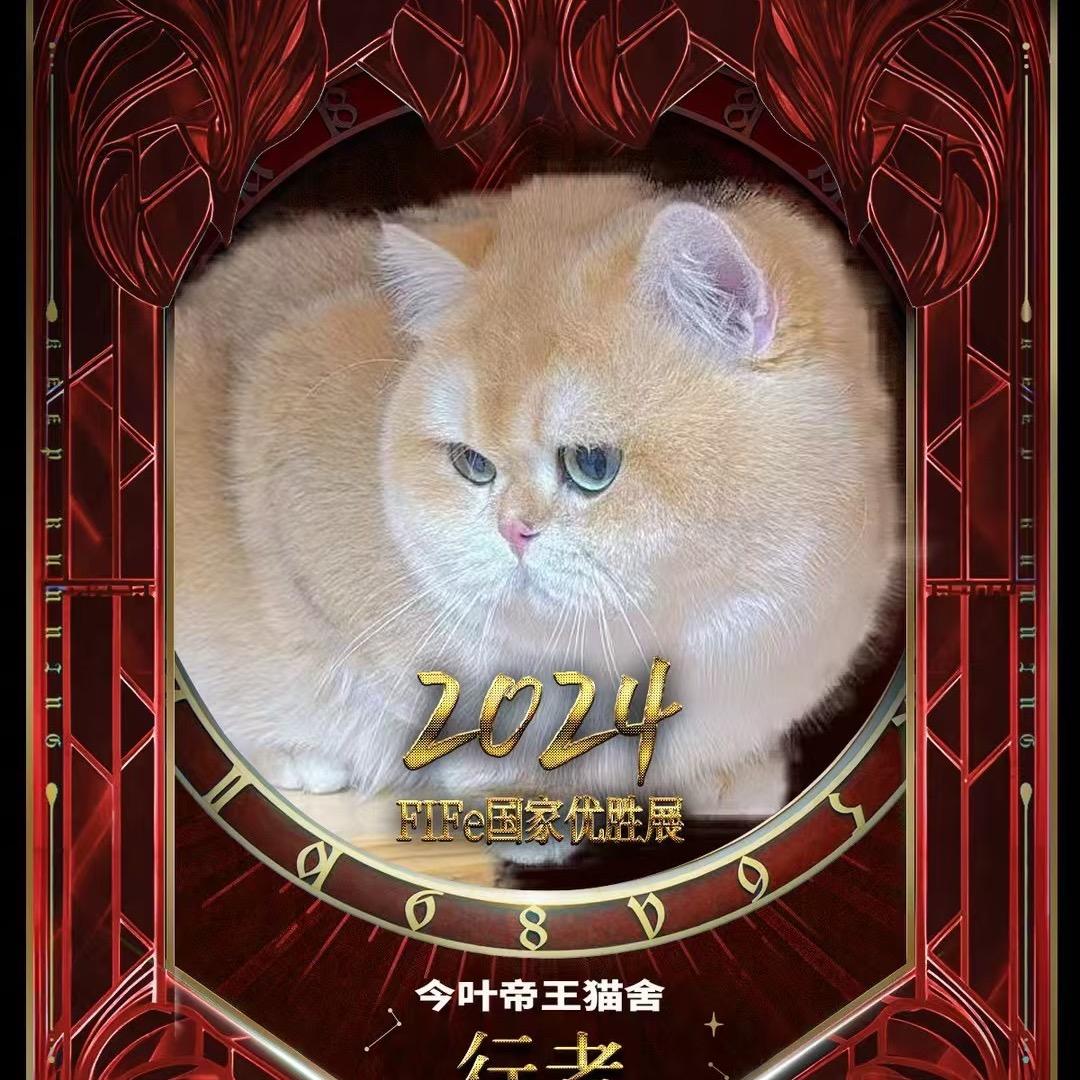 猫圈（边角料）