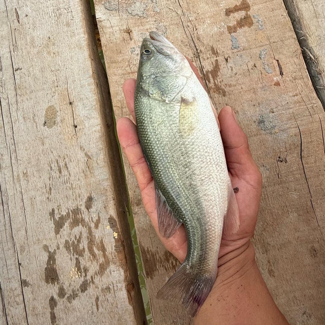 高密度鲈鱼养殖