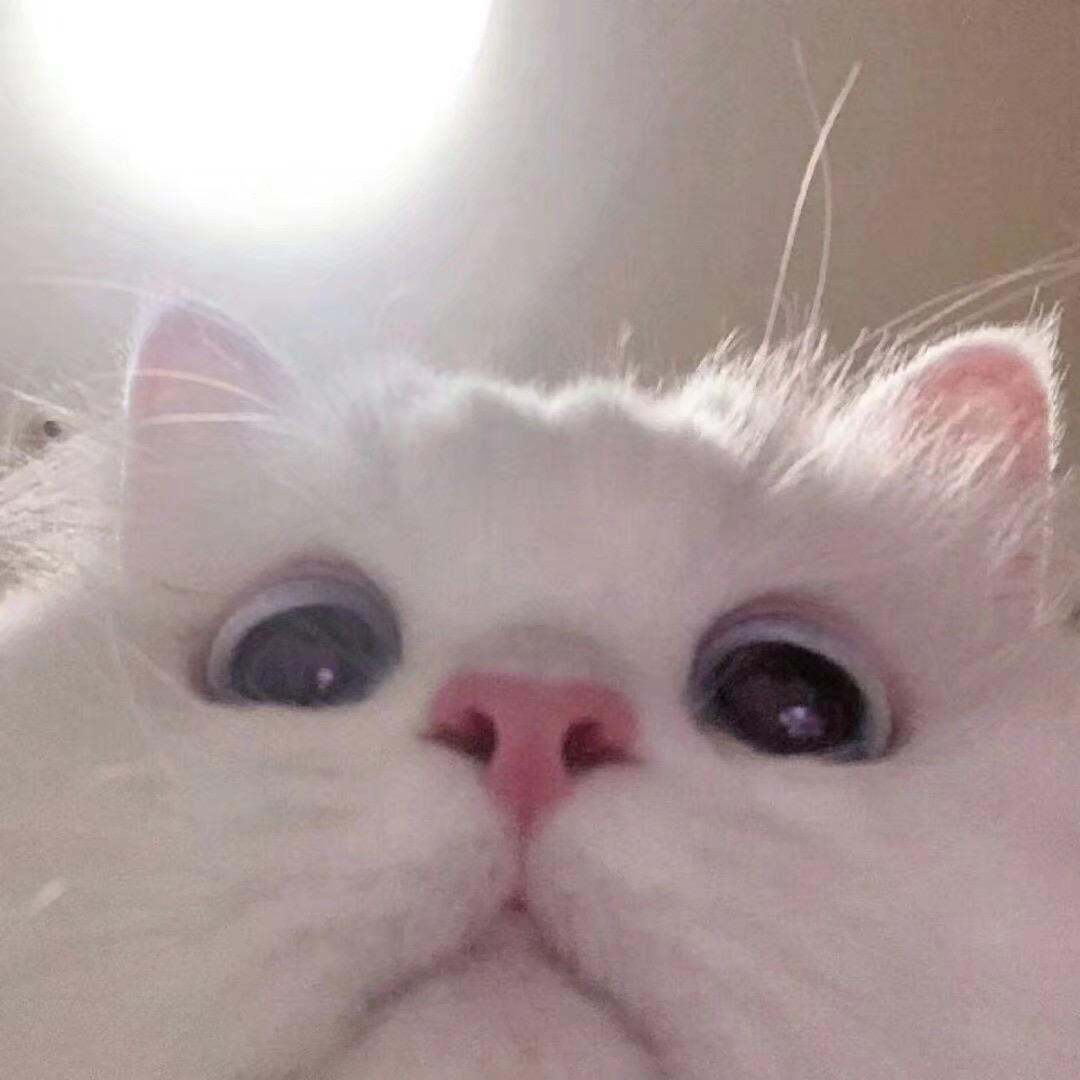 原来是小不点🦆