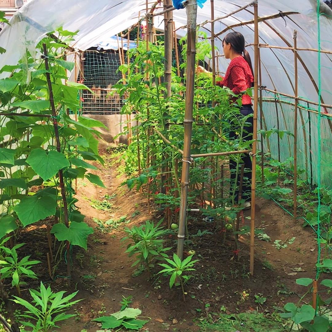 菜花驾到(凤丫头)