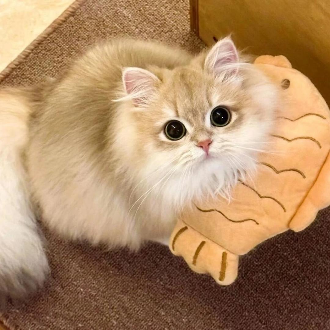 ilomilo
